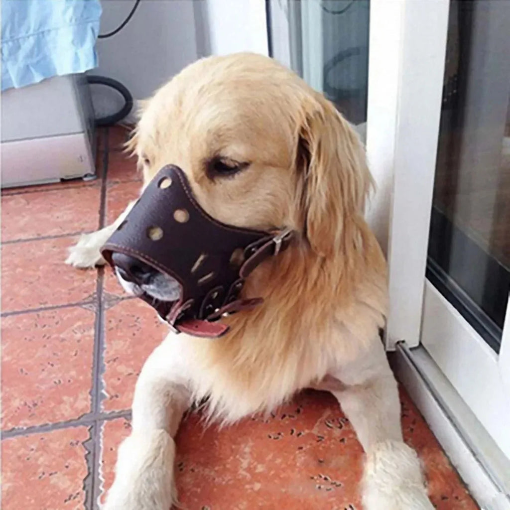 FOCINHEIRA PARA CÃES