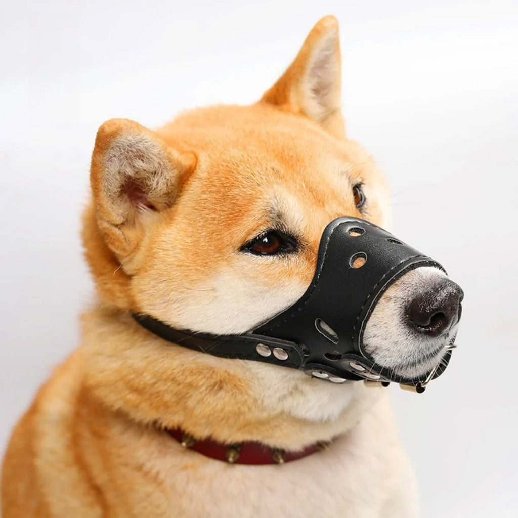 FOCINHEIRA PARA CÃES