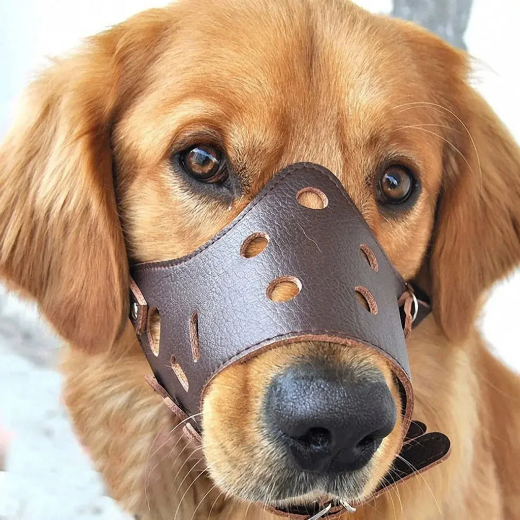 FOCINHEIRA PARA CÃES