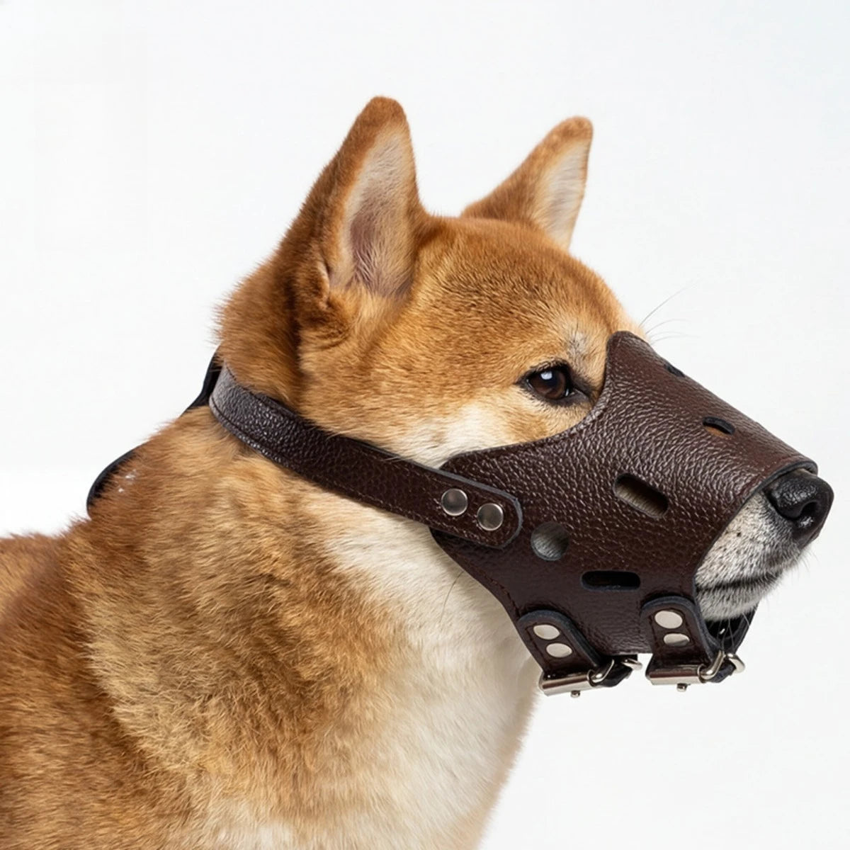 FOCINHEIRA PARA CÃES