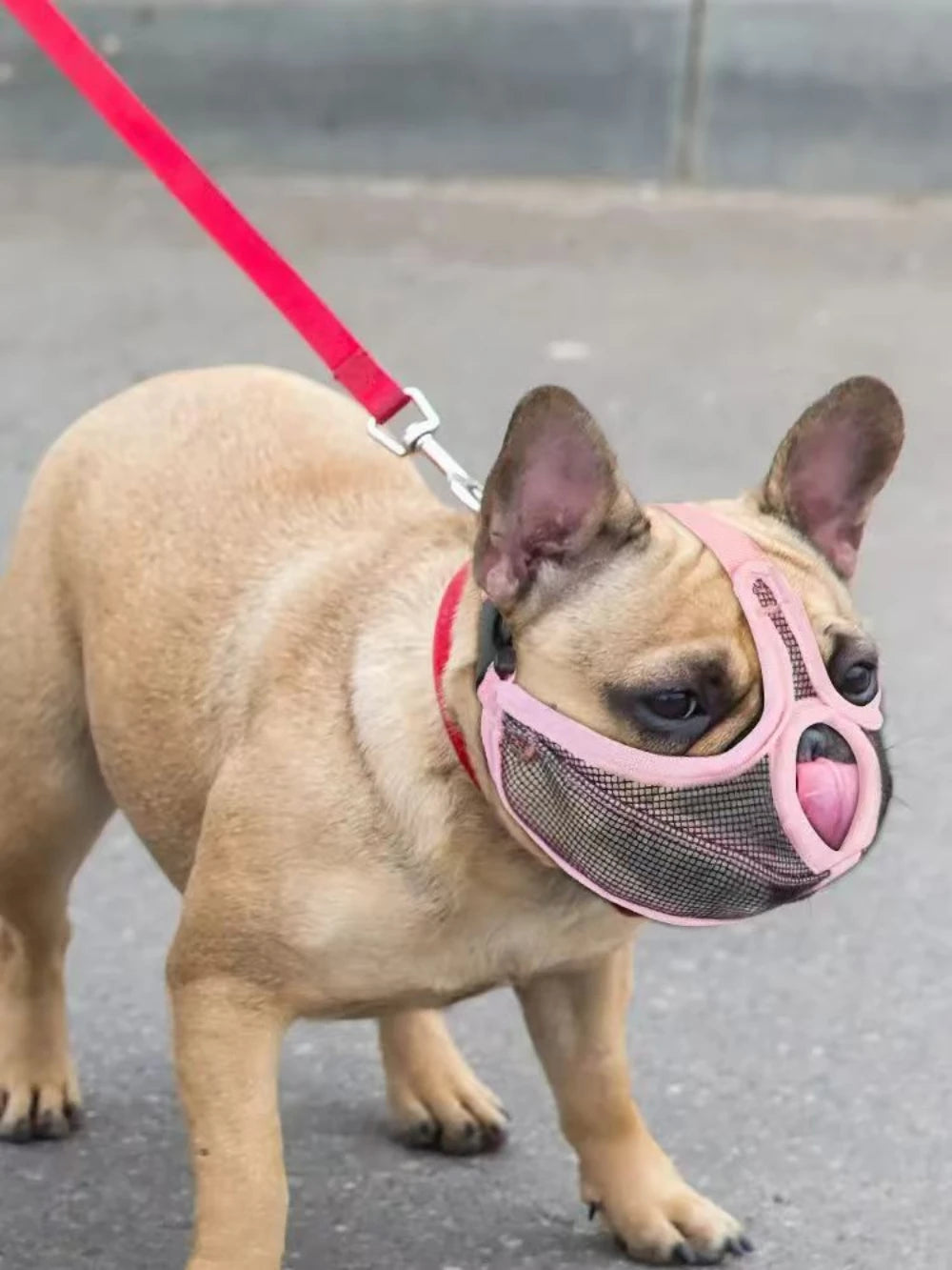 FOCINHEIRA DE NYLON PARA CÃES